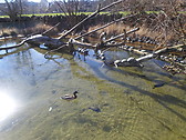 The duck was very happy