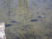 The turtles