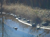 The turtles and the sun