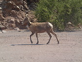 Tracked Animal