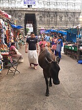 Trying hard to blend in