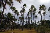 wild palms