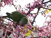 Wiosenna papuga