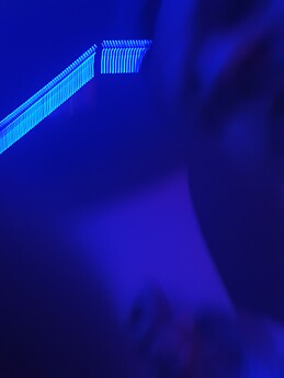 Timothée Christophel