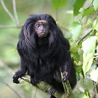 Tomás Córcoles Molina