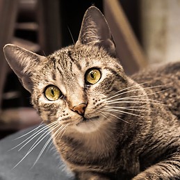 Ximena Miranda Barrantes