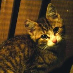 Sergio Andrés Joya Méndez