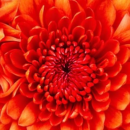 Ainhoa Urrutia Aramburu