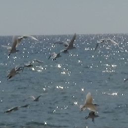 Dimitris Chatzitheodosiou