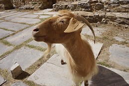 Arsinoi Nuwanda Pilou