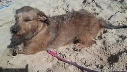 Antonio Manuel Ramírez Oliva