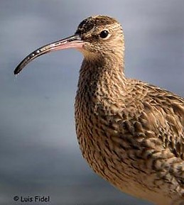 Zarapito Bibliotecario