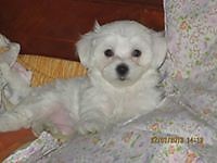 Mihai Gheorghe Oancea