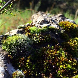 Charming 56m2 apartment in Budapest's 2nd district with balcony,