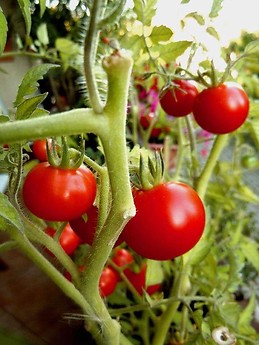 Charming 56m2 apartment in Budapest's 2nd district with balcony,