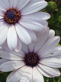 Maria Teresa Debenedetti