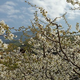 Jyothirmayi Vadlamudi