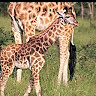 Heart Of Uganda Safaris