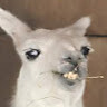 Blanca GF