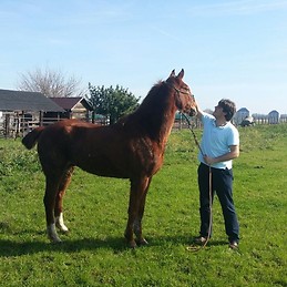 Fernando Artillo Guimerá