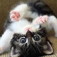 Βενετία Κρόμπα