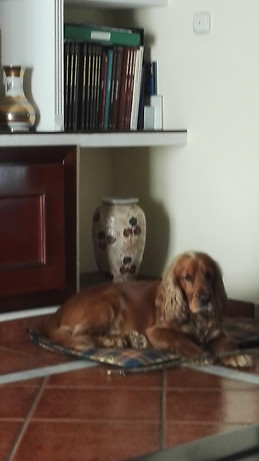 Rosa Burgos Retamero