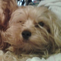 Nathalia Docarmo Gaiba