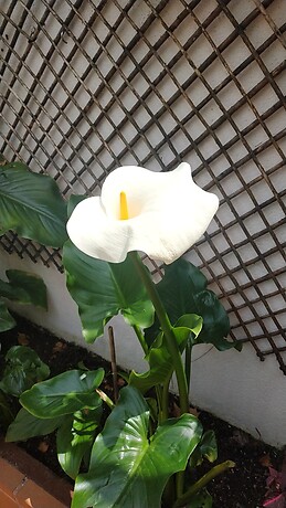 Elena de la Gala Morales