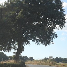 Miguel Alvarez Fandiño