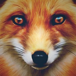 Gwenaëlle Malvoisin