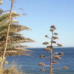 Guilhermina Amaro Laranjo