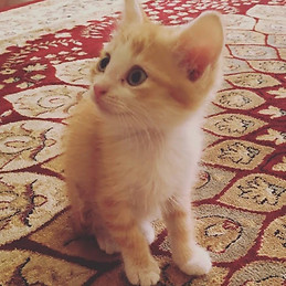 Muhammad Faizdanial Othman