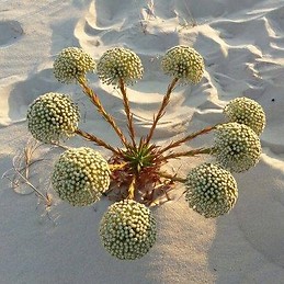 Vitória Vogel Dal Bosco