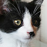 collie _