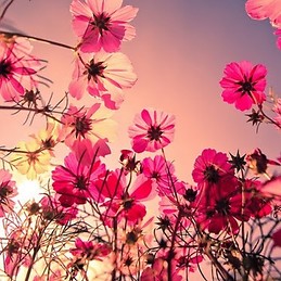 Evelin Rosales Dorantes