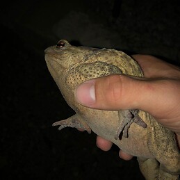 Clémentine Fromageot