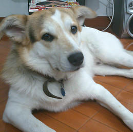 Jeisson German Segura Herrera