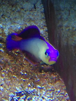 Kotryna Marija Brazynskaite