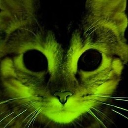 Sudo Apt-get Install