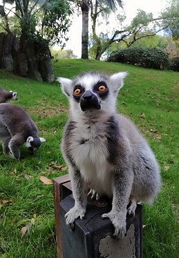 Jens