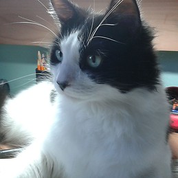 Σπύρος Καπράλος