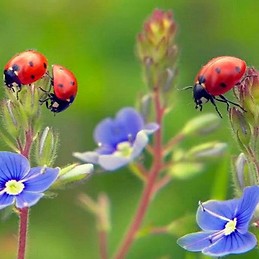 maria manuela rodrigues pinho borges