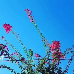 Cynthia Martínez Sánchez