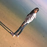 Jana Ahmed