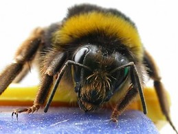 Miguel Osmosio Pitemo