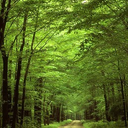 Miguel López de Rodas Gregorio