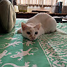 Aziah Binti Anis