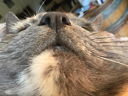 Catherine Saggiorato