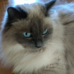 Consuelo Pérez Cimas