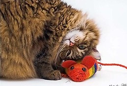 Mª Auxiliadora Bermúdez